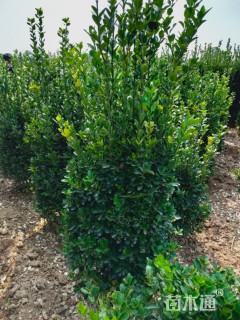 高度150厘米大叶黄杨柱