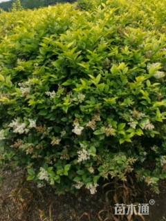 冠幅150厘米金叶女贞球