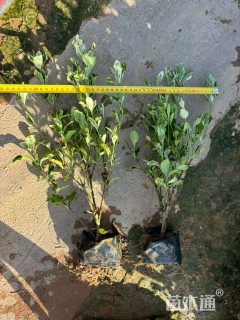 高度40厘米花叶栀子