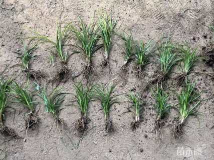 高度20厘米麦冬