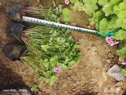 高度15厘米红花酢浆草