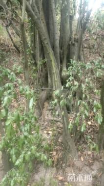 高度1200厘米金弹子