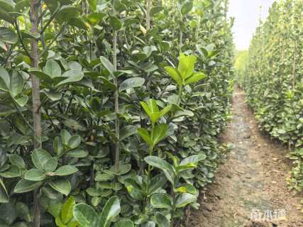 高度100厘米北海道黄杨