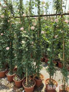 150厘米藤本月季