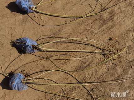 高度60厘米连翘