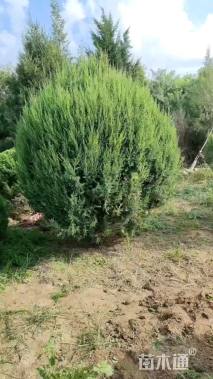 冠幅80厘米桧柏球