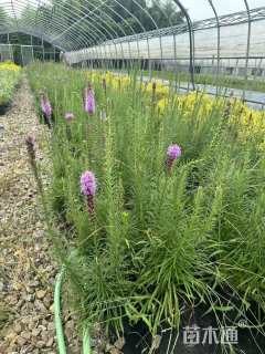 蛇鞭菊种子蛇鞭菊种子