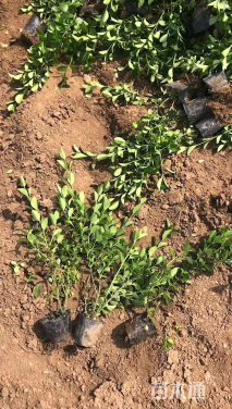 高度40厘米卫矛小苗