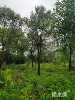 20公分大叶女贞