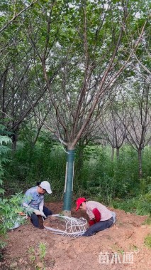 12公分日本晚樱