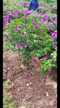 冠幅80厘米三角梅球