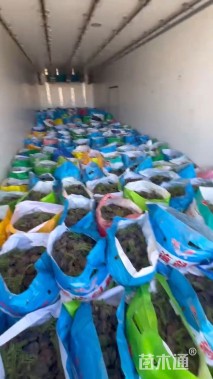 高度15厘米地被石竹