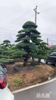 容器苗造型罗汉松