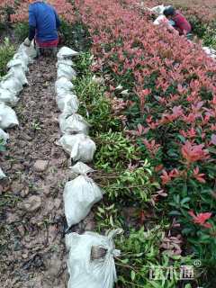 0.5公分红叶石楠