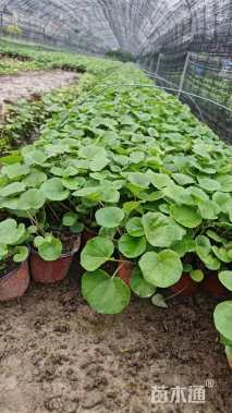 高度20厘米大吴风草