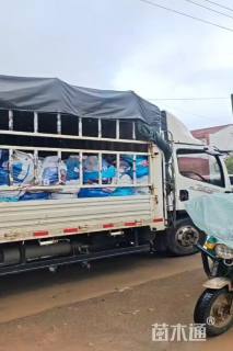 高度40厘米翠菊