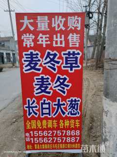 高度20厘米麦冬