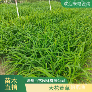 高度30厘米大花萱草