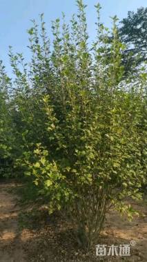 高度180厘米丛生木槿