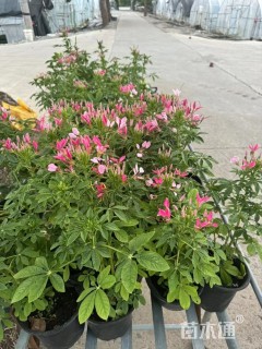 高度25厘米醉蝶花