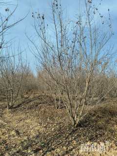 高度300厘米丛生元宝枫