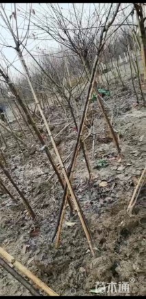 高度2.5厘米阳光樱