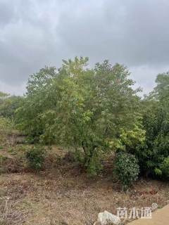 50公分丛生乌桕