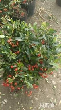 高度40厘米火棘