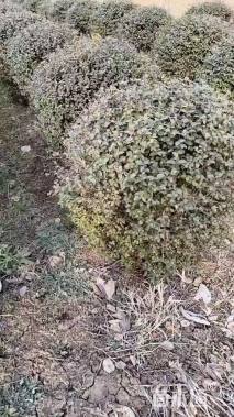 冠幅80厘米小叶女贞球