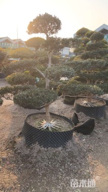 高度120厘米瓜子黄杨