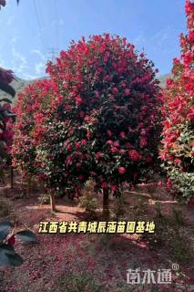 高度450厘米茶梅