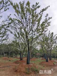50公分(3杆)丛生朴树