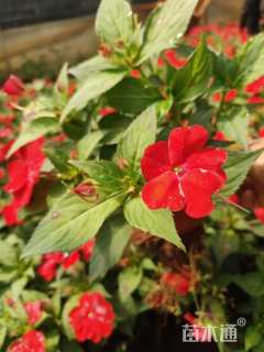 高度20厘米凤仙花