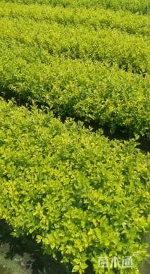 高度25厘米金叶女贞