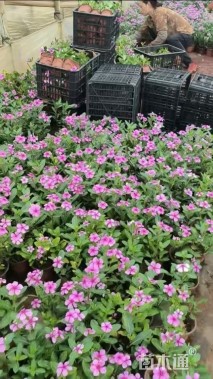 高度25厘米长春花