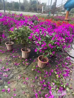 冠幅100厘米三角梅球