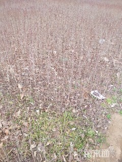 高度80厘米萼距花