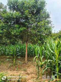 12公分大叶女贞