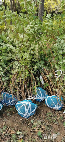 高度120厘米金叶风箱果