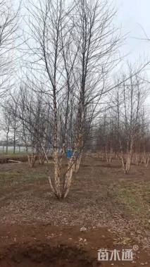 高度800厘米丛生河桦