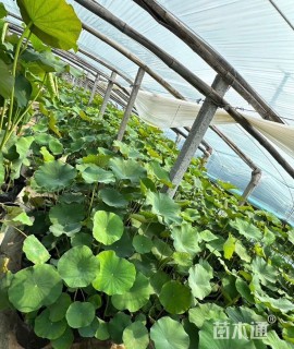 高度30厘米荷花