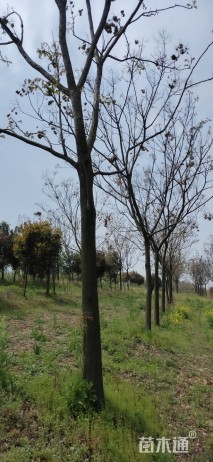 黄山栾树