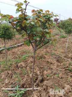 3.5公分树状月季