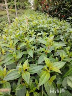 高度30厘米巴西野牡丹