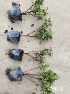 容器苗安酷杜鹃