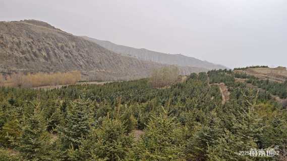 高度400厘米青海云杉