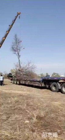 高度100厘米乌桕小苗