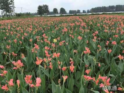 高度20厘米美人蕉