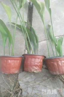 高度50厘米一叶兰