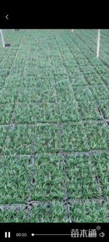 高度5厘米玉龙草